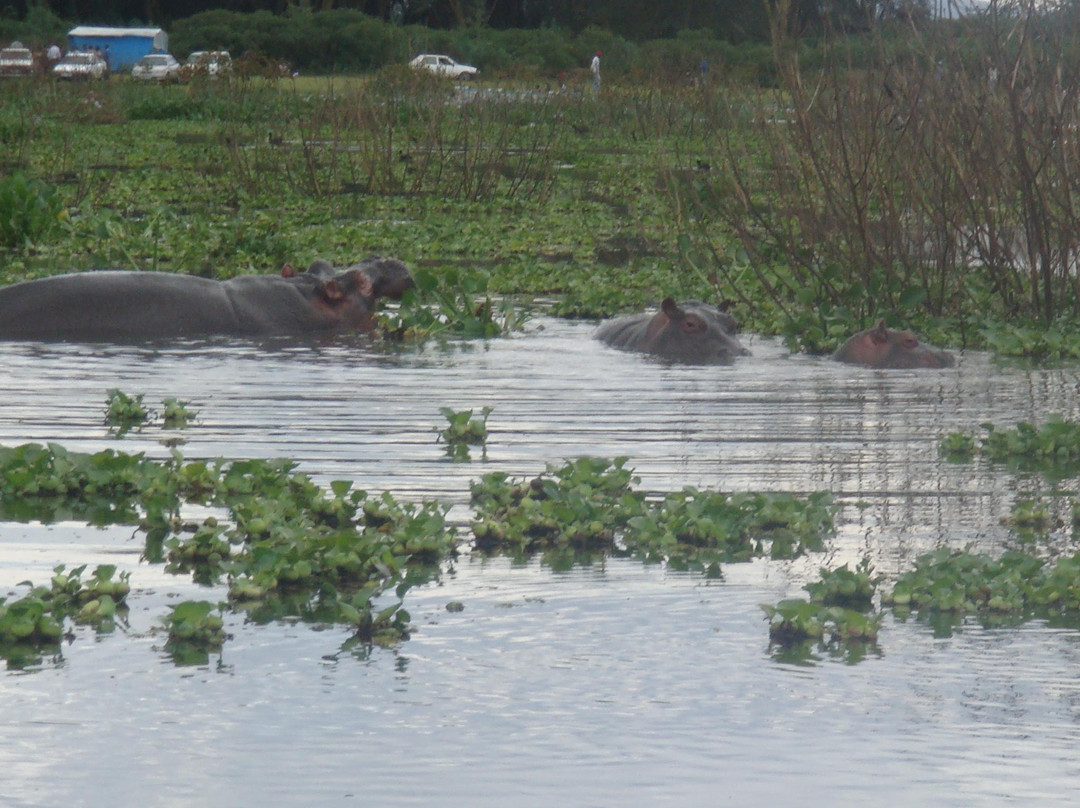 Lake Naivasha-Rift Valley Province必去景点