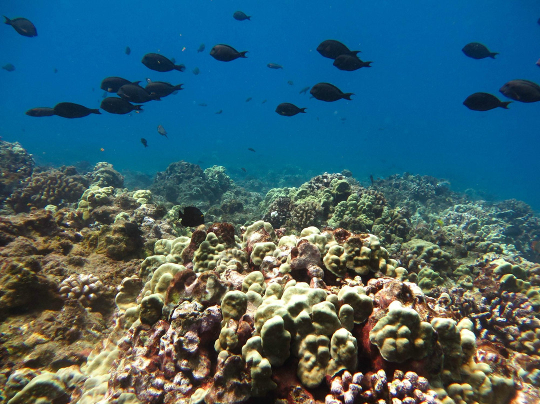 夏威夷岛潜水员-火奴鲁鲁必去景点