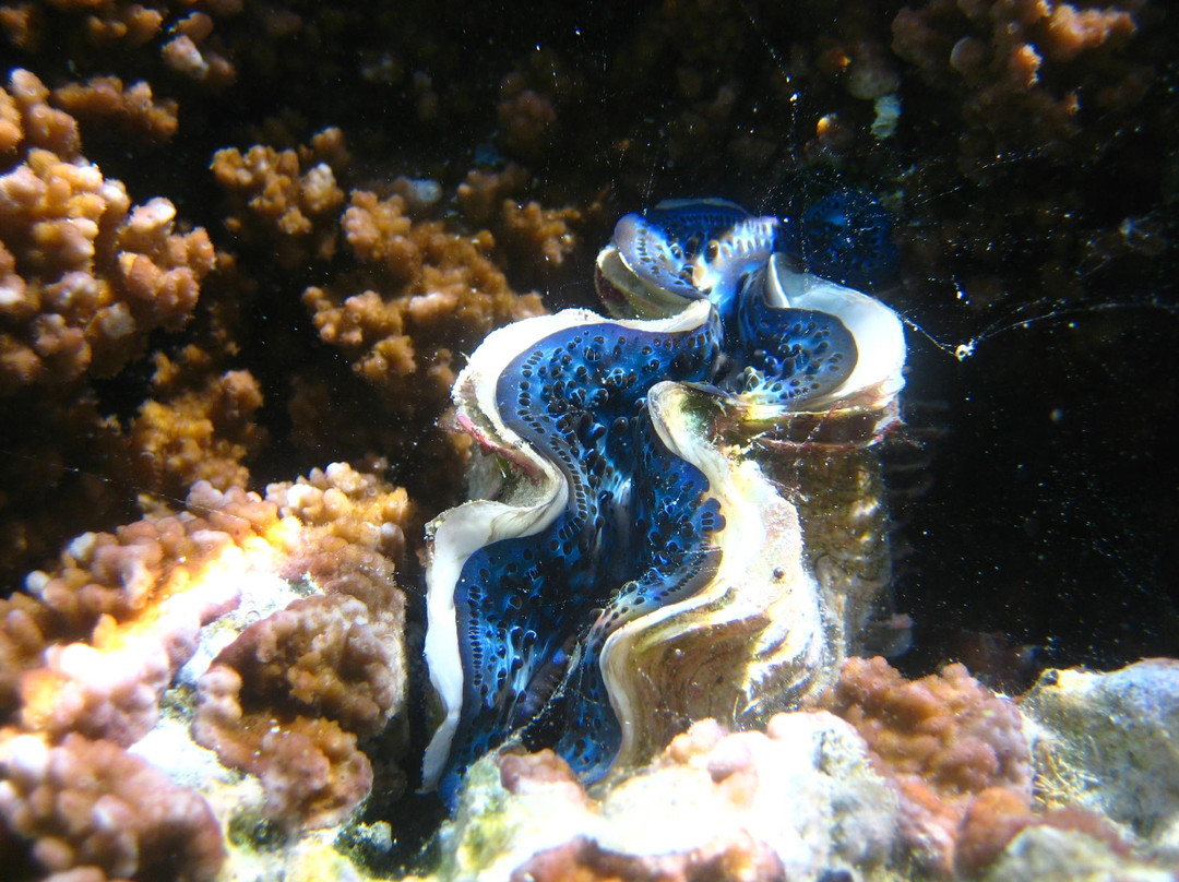 Coral Garden Tahaa-Patio必去景点