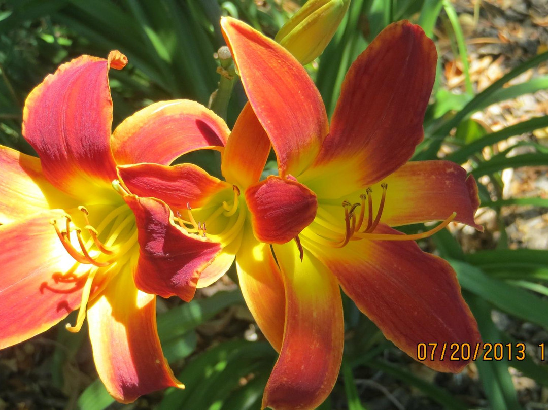 Iowa Arboretum & Gardens景点图片