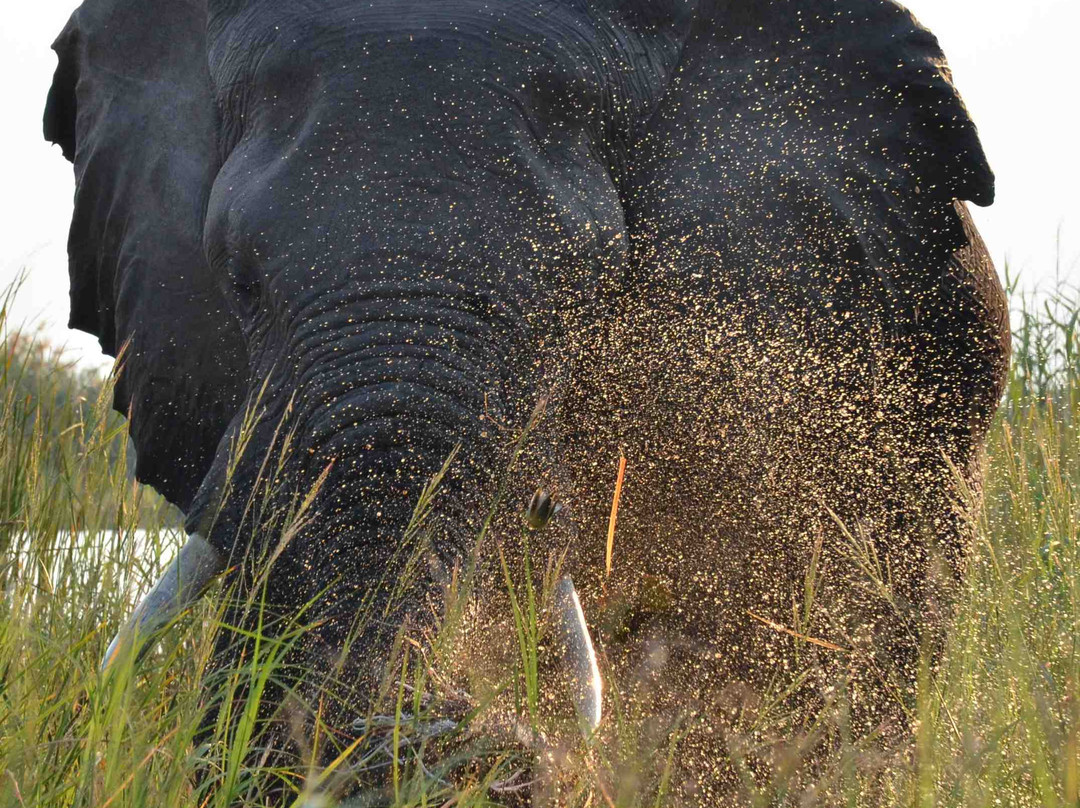 The Old House- Chobe Private activities and Safaris-卡萨尼必去景点