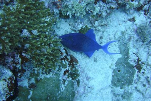 香蕉崖-马累北环礁必去景点