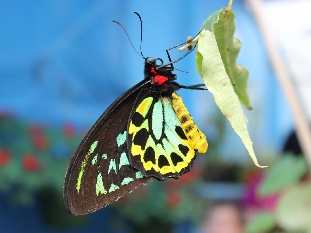 Newport Butterfly Zoo-Tiverton必去景点