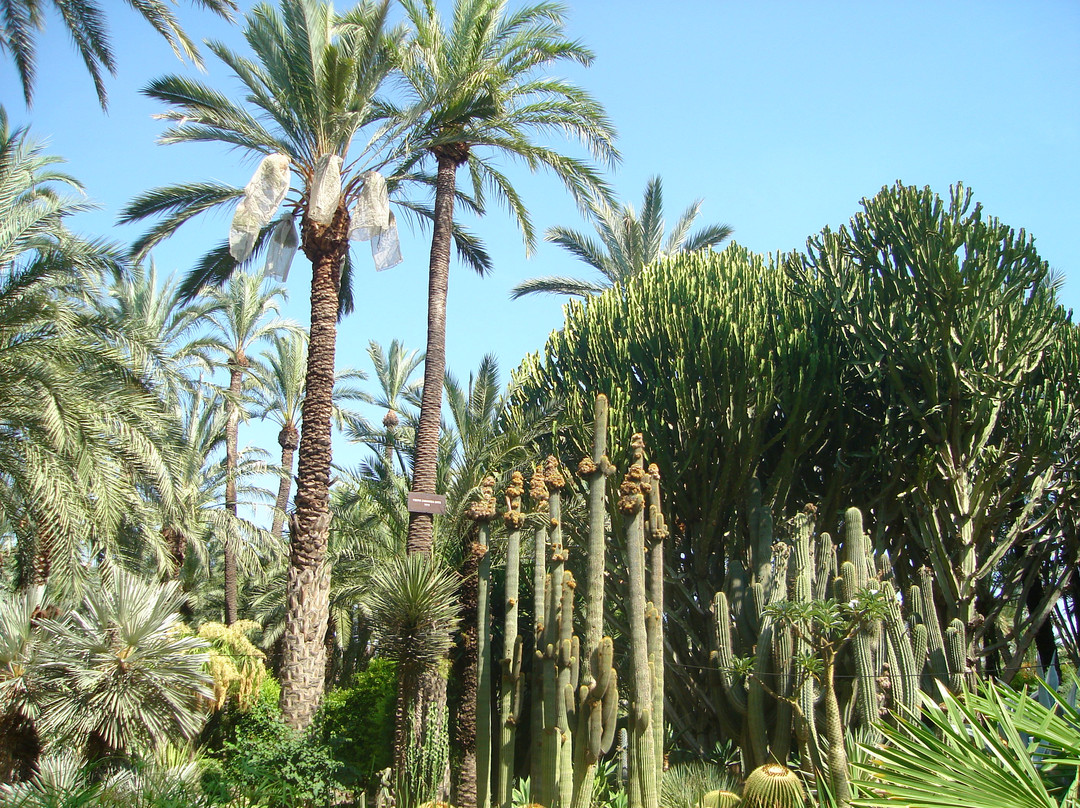 Jardín Artístico Nacional Huerto Del Cura景点图片