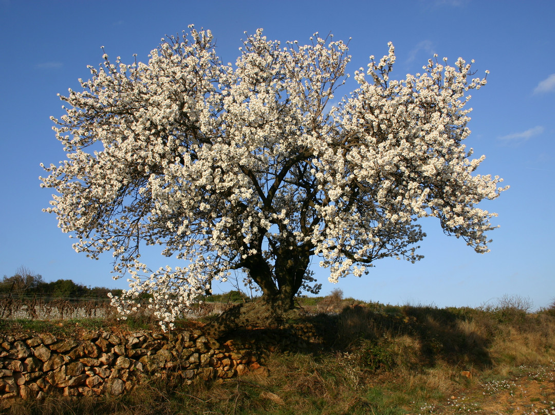 Domaine Castan景点图片