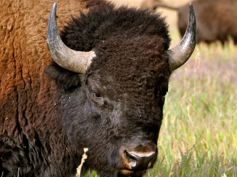 Wildlife Expeditions of Teton Science Schools-杰克逊必去景点