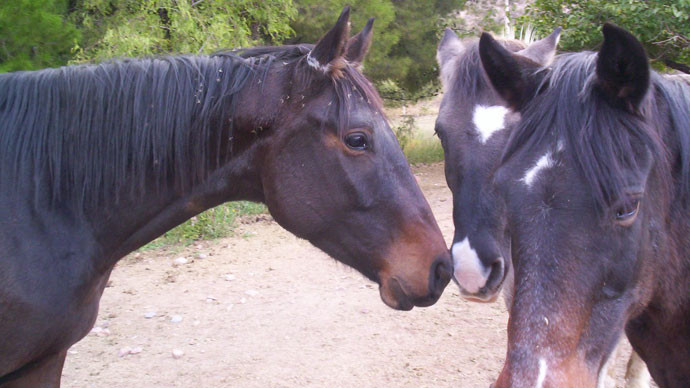 Horseback Riding Expeditions景点图片