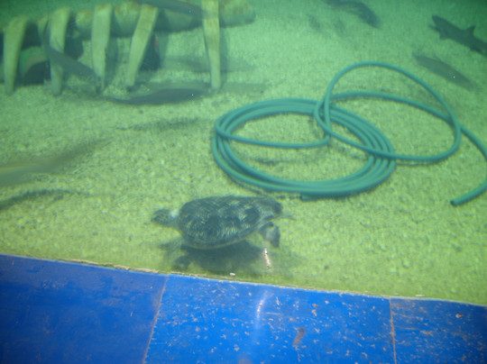 乐岛-秦皇岛市必去景点