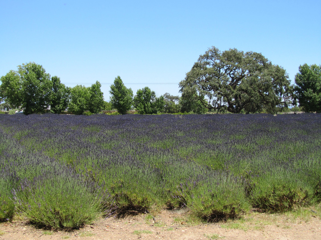 Clairmont Farms-洛斯奥利沃斯必去景点
