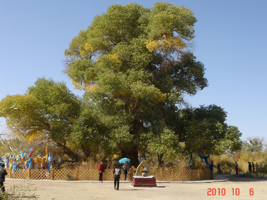 神树-额济纳旗必去景点