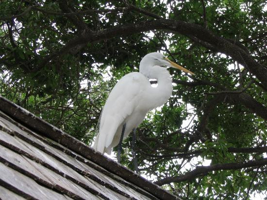 Seaside Seabird Sanctuary-Indian Shores必去景点