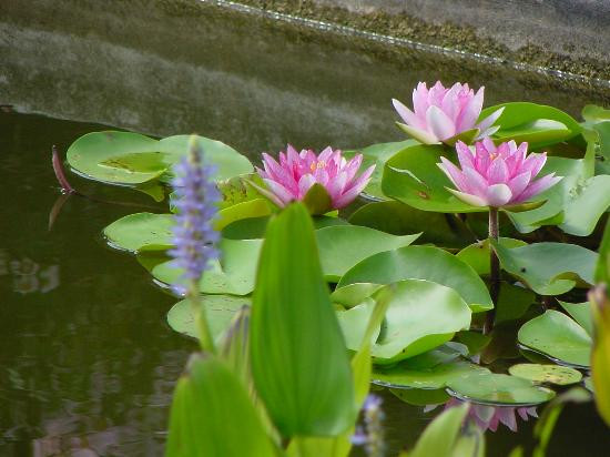 New Hanover County Arboretum景点图片