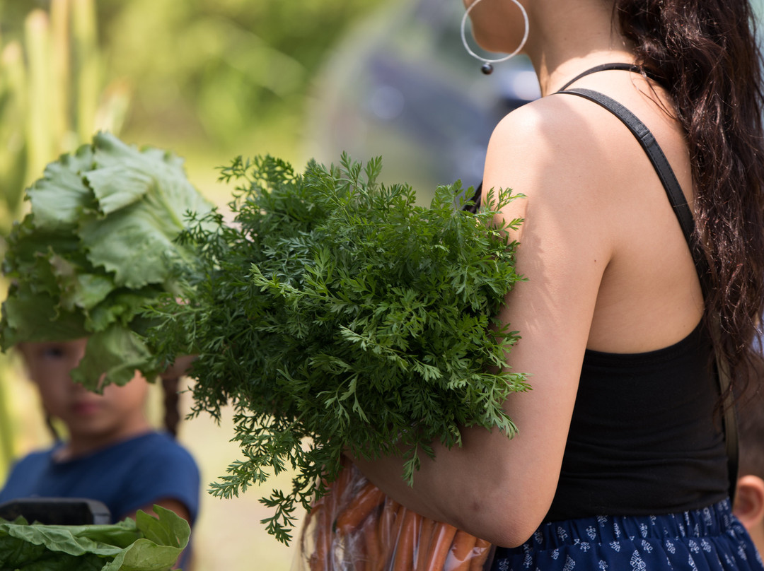 Hamakua Harvest Farmers Market-霍诺卡阿必去景点