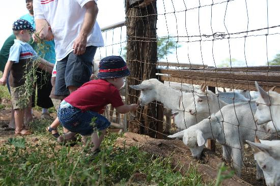 冲浪山羊农场-库拉必去景点