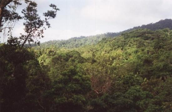 Daintree National Park-Cape Tribulation必去景点