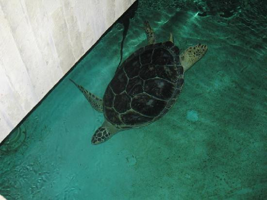 巴尔的摩国家水族馆-巴尔的摩必去景点