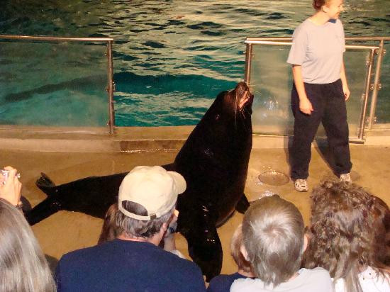 Mystic Aquarium-神秘河必去景点