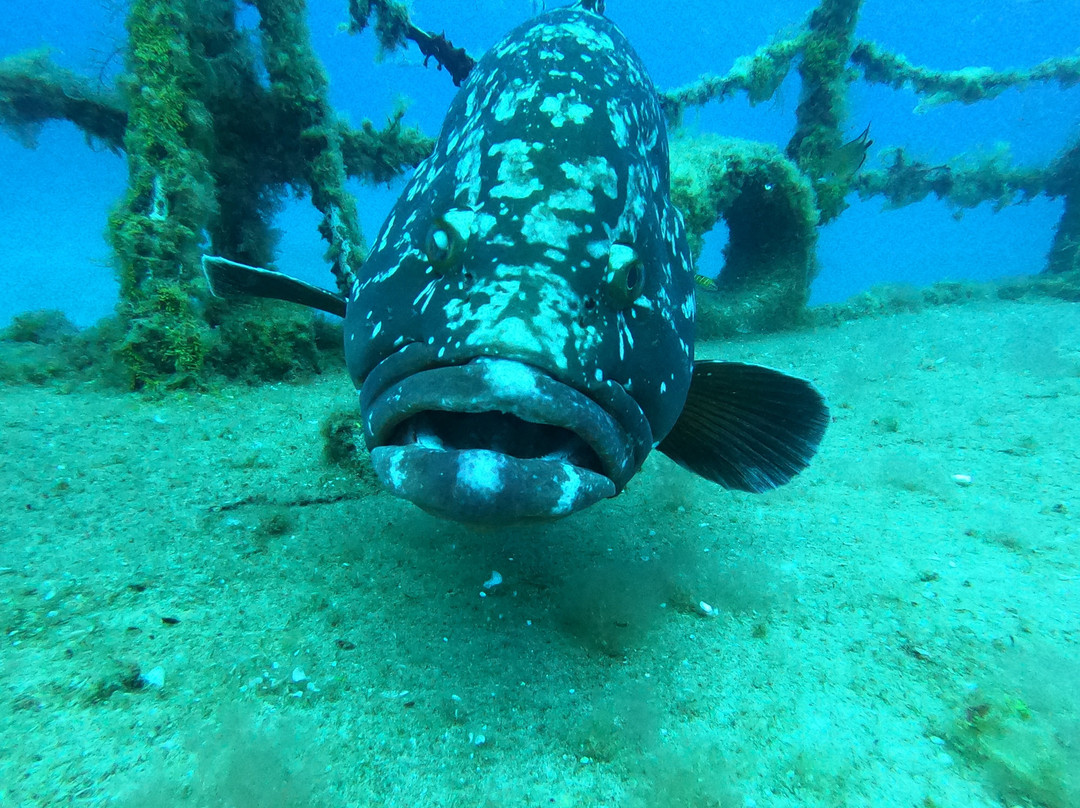 Cipreia Dive Club Porto Santo