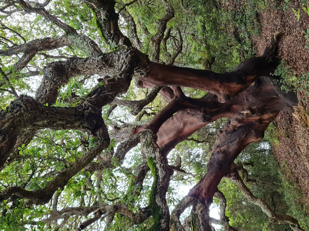 Tempio di Antas-Fluminimaggiore必去景点