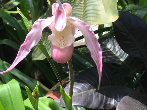 巴厘兰花园-登巴萨必去景点