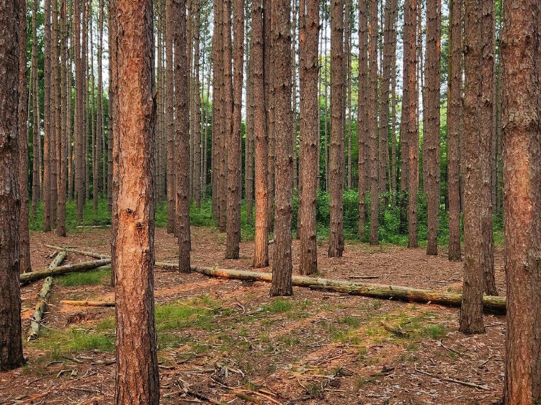 Oak Openings Preserve Metropark-Swanton必去景点