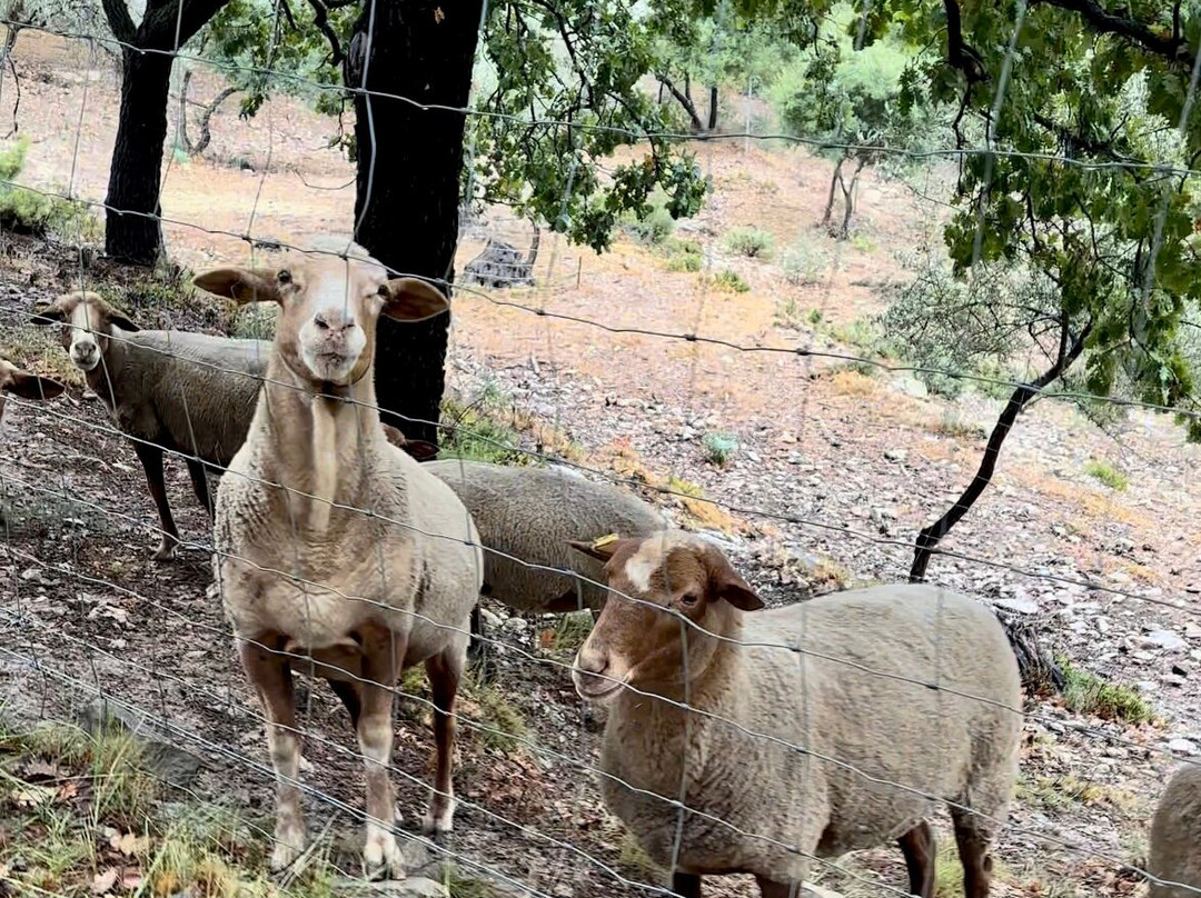 Olives-en-Provence-Belgentier必去景点