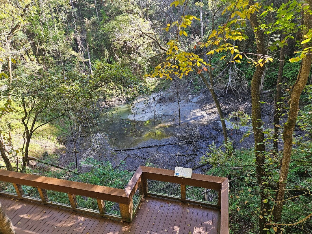 Devil's Millhopper Geological State Park-盖恩斯维尔必去景点