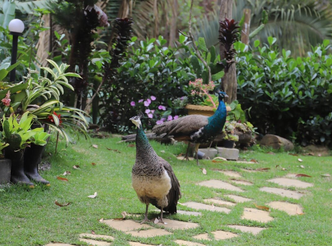 Mini Fazendinha Recanto Maanain景点图片