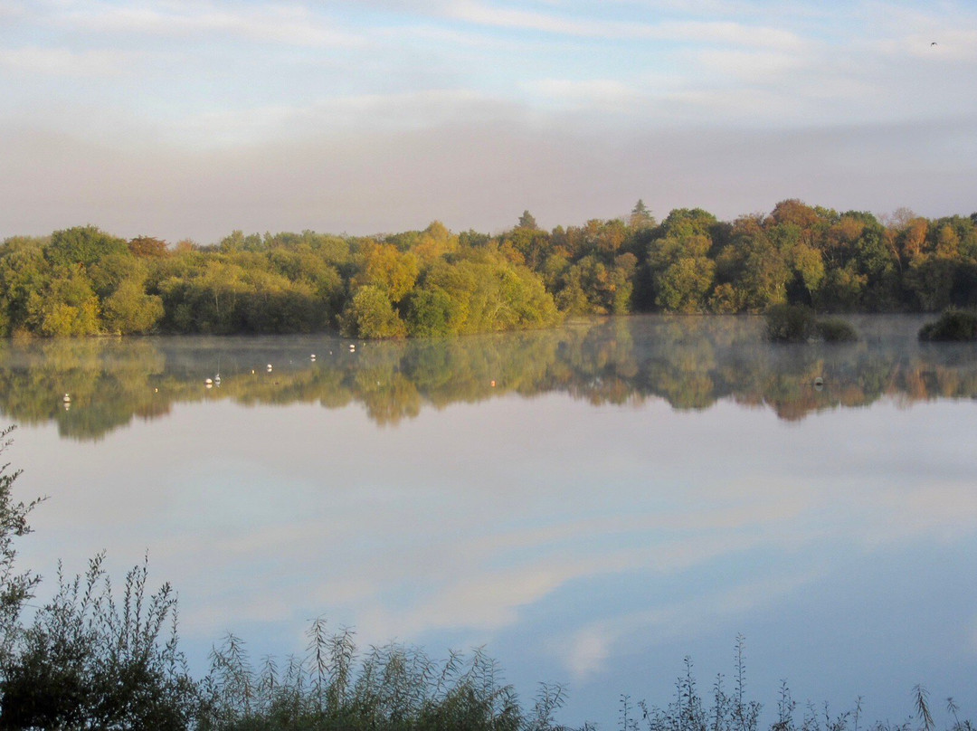 The Shimmerings主图