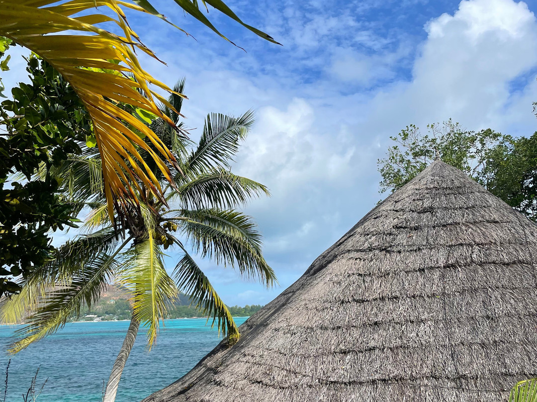 Chauve Souris Relais主图