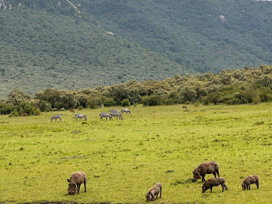 Natural World Kenya Safaris-Masai Mara景点图片