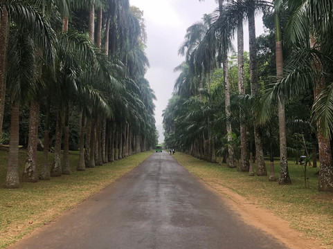 Only U Tours Sri Lanka-埃勒必去景点