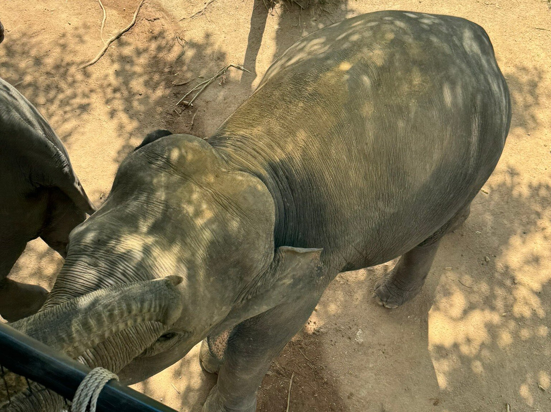 Elephant Kingdom-清迈必去景点