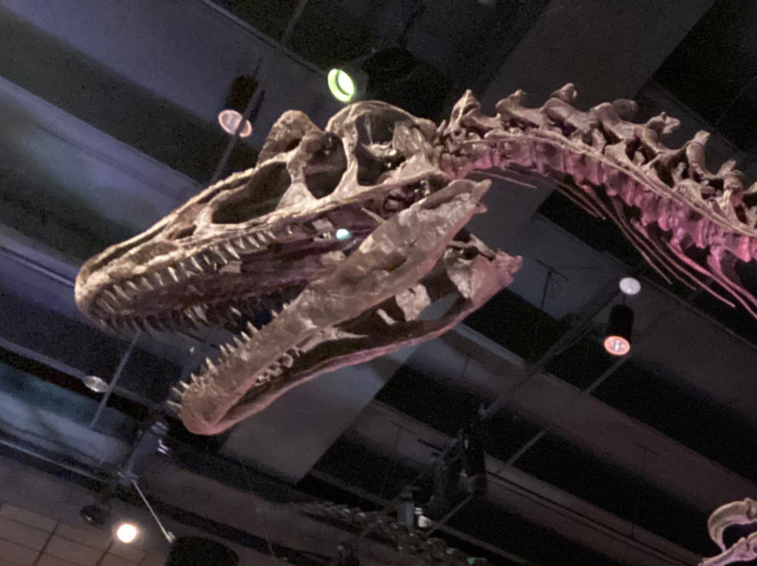 休斯顿自然科学博物馆-休斯顿必去景点