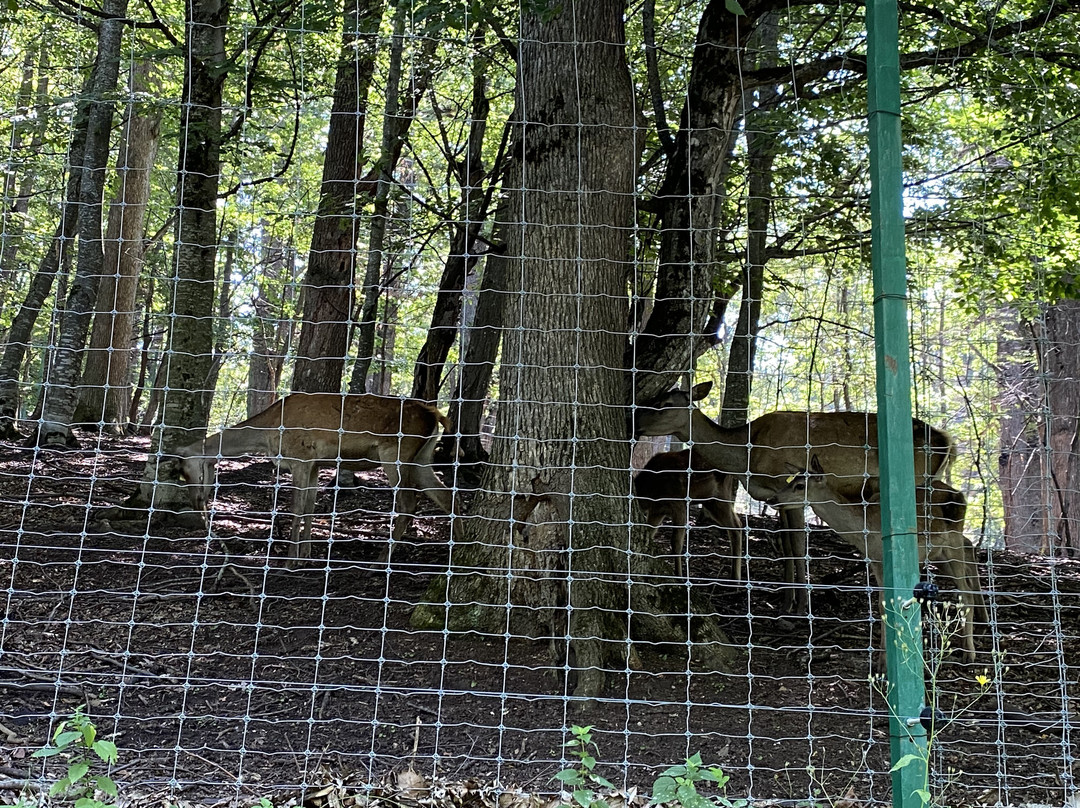 Dilijan National Park景点图片