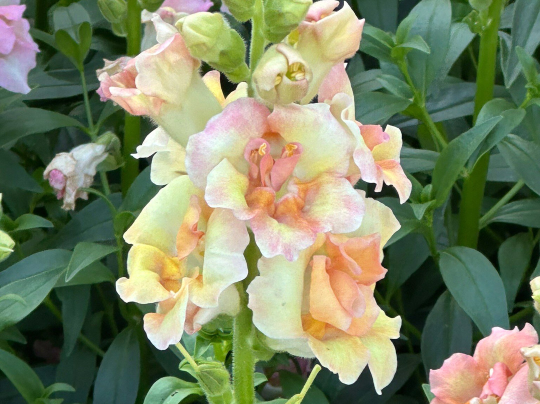 Kuju Flower Park景点图片
