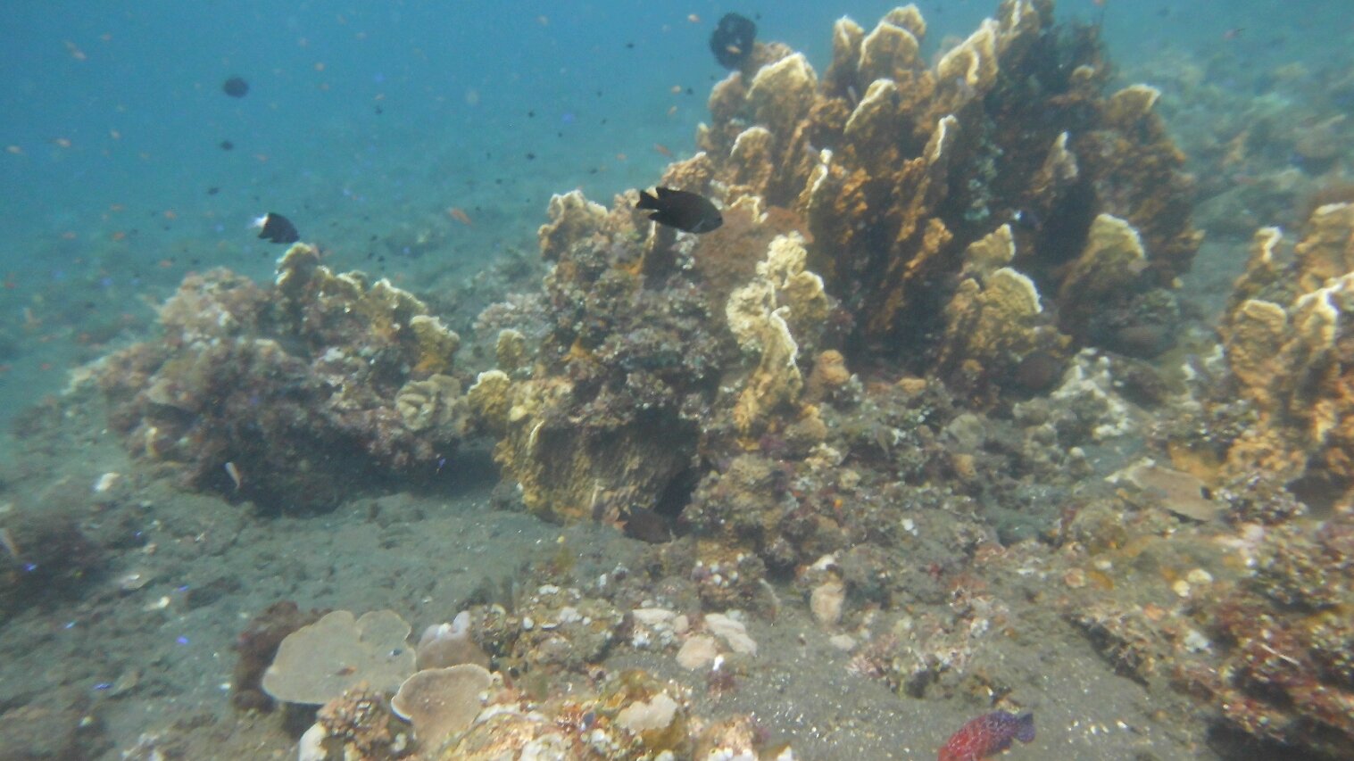 巴厘岛阿尔巴潜水度假村别墅-官方