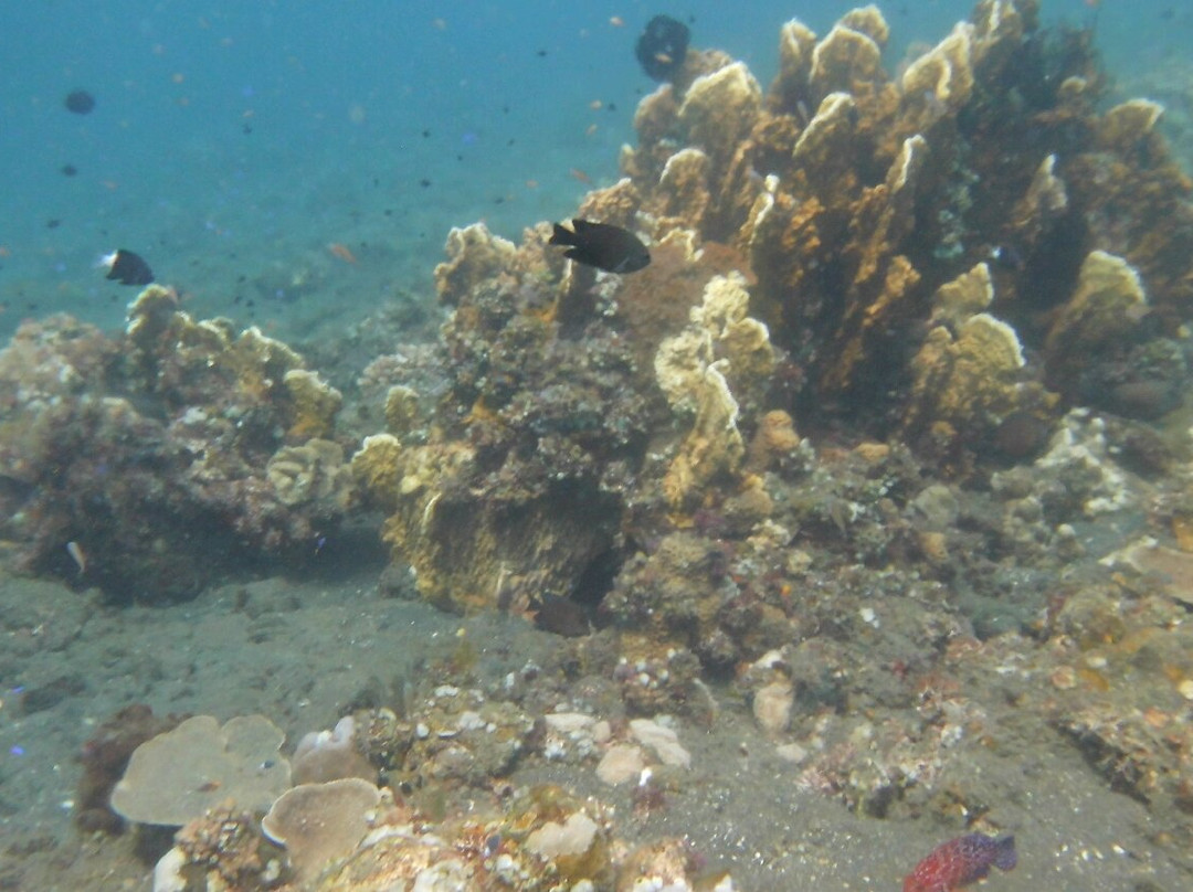 巴厘岛阿尔巴潜水度假村别墅主图