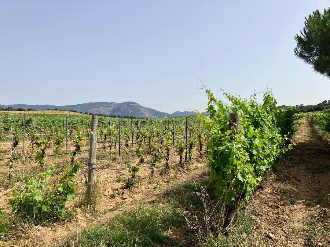 Domaine Comte Peraldi景点图片