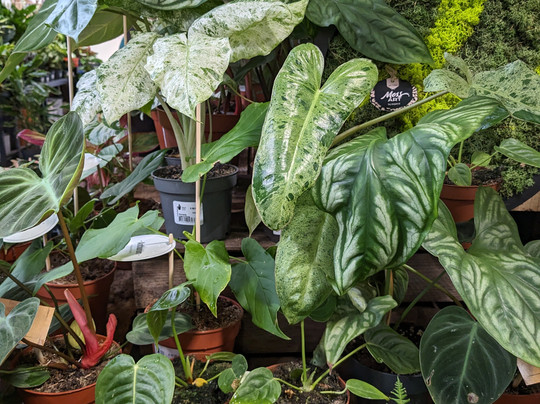 Tingley Garden Centre-利兹必去景点