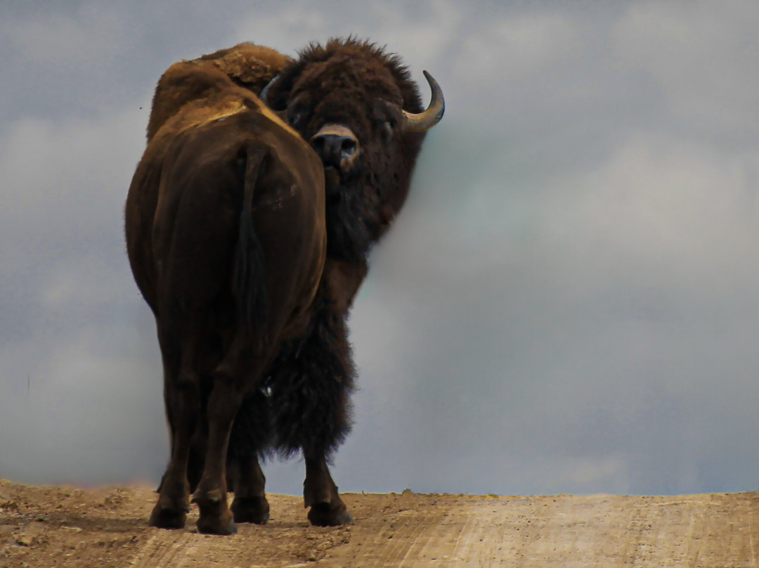 Bison Range景点图片