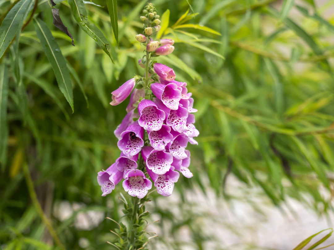 Sawcliffe Manor Country House主图