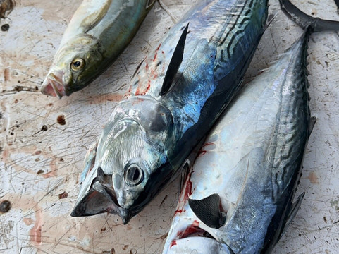 Swashbucklin Tours-圣 托马斯必去景点