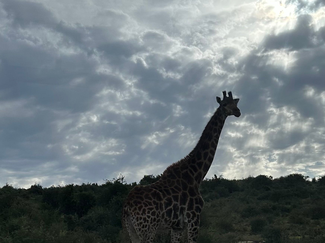 Wildly Africa-格拉罕镇必去景点