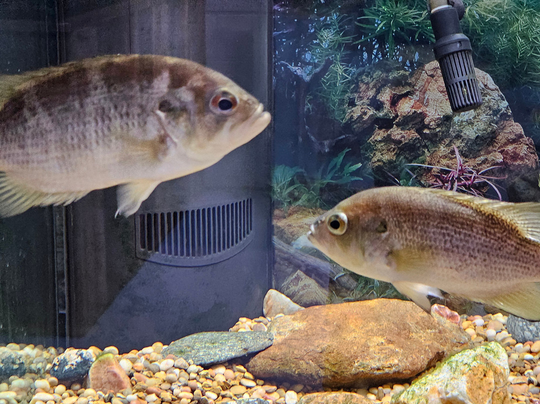 Appalachian Rivers Aquarium景点图片