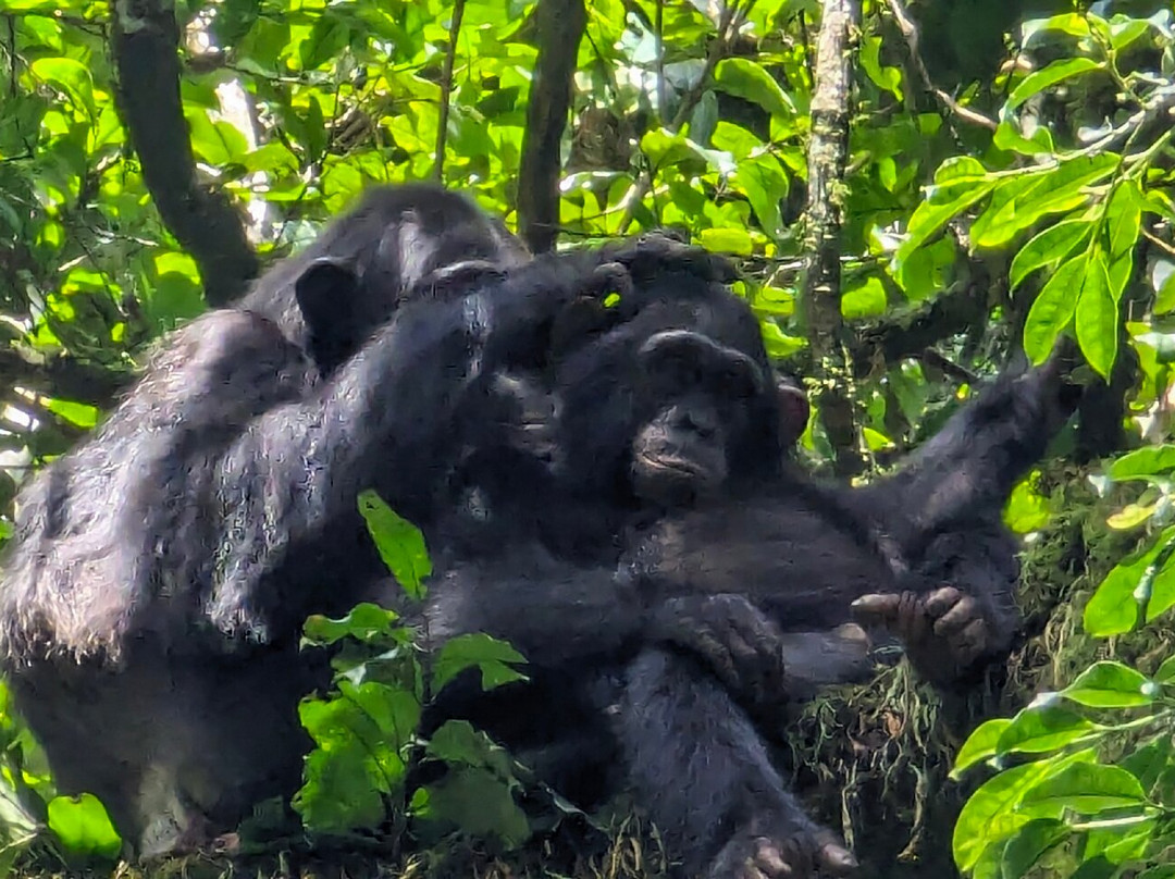 Kalinzu Central Forest Reserve-Bushenyi必去景点