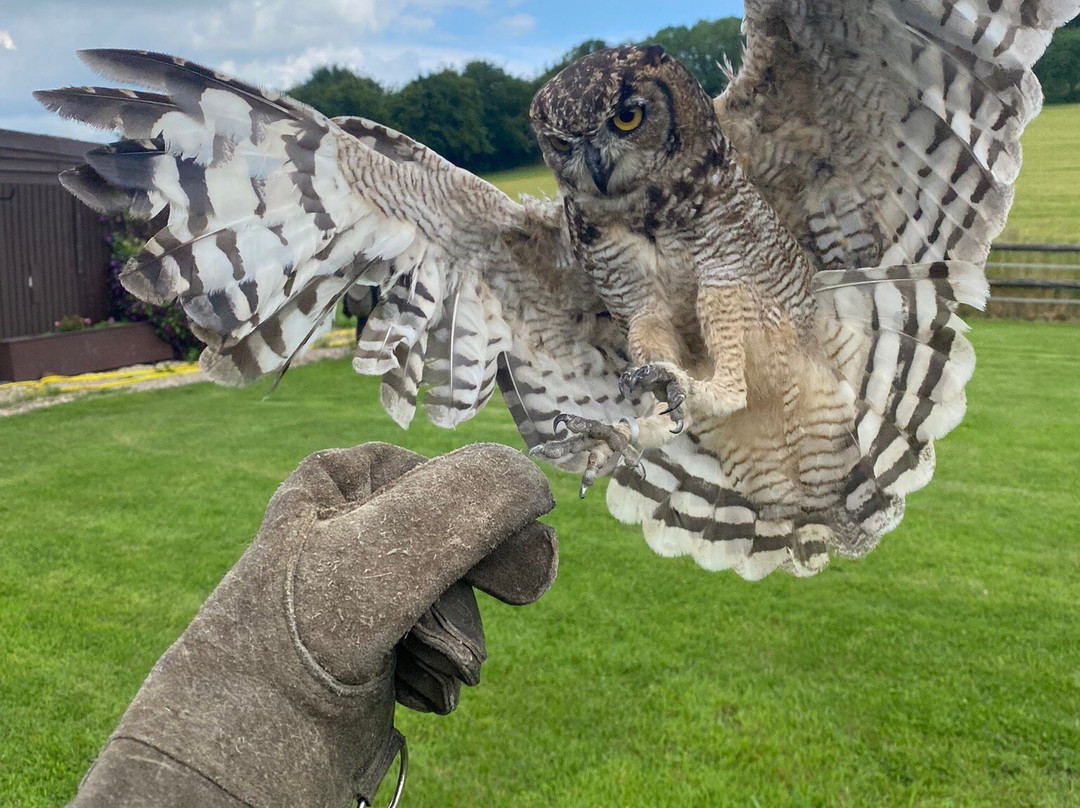 Mere Down Falconry景点图片