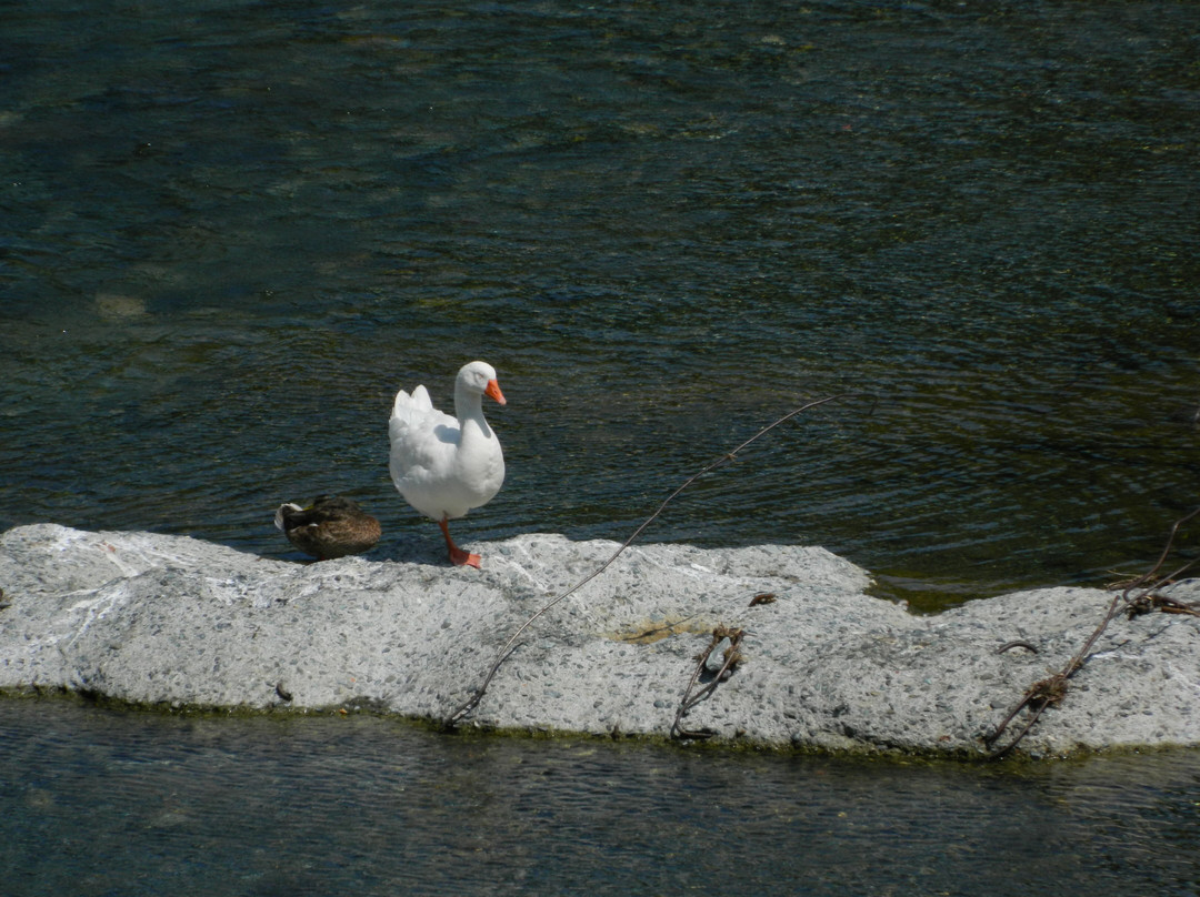 Ponte Medievale di San Michele (Ponte di Adalasia)-Campo Ligure必去景点