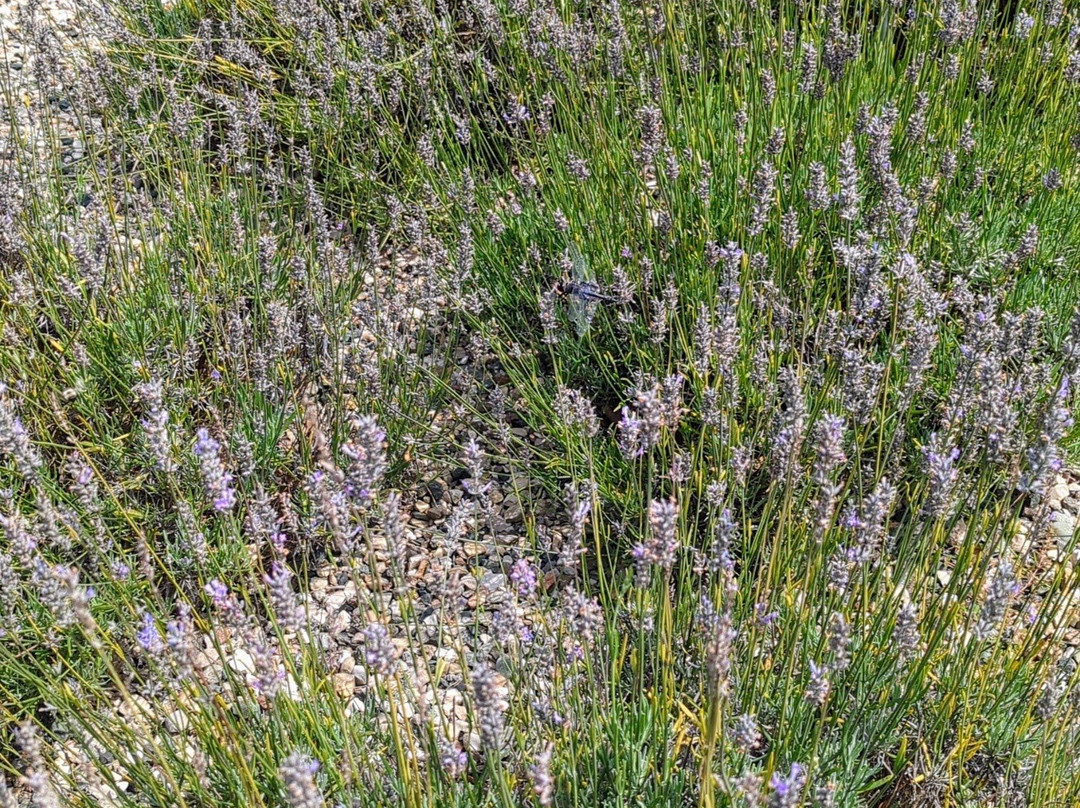 Summerhouse Lavender Farm景点图片