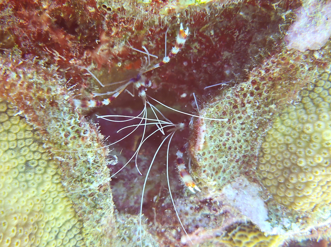 B Diving & Watersports-威廉斯塔德必去景点